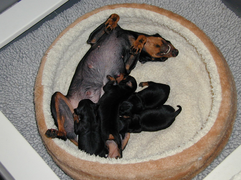 Maggie and Babies 12 days old